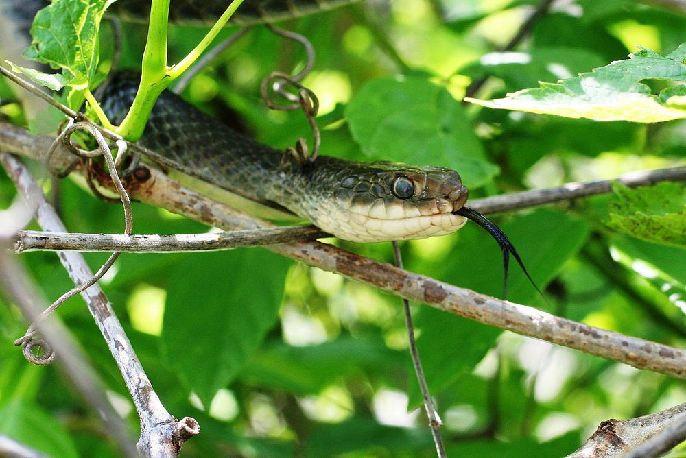 Eastern yellow-bellied racer snakePhoto by Rick Hansen/USFWS. Original public domain image from Flickr