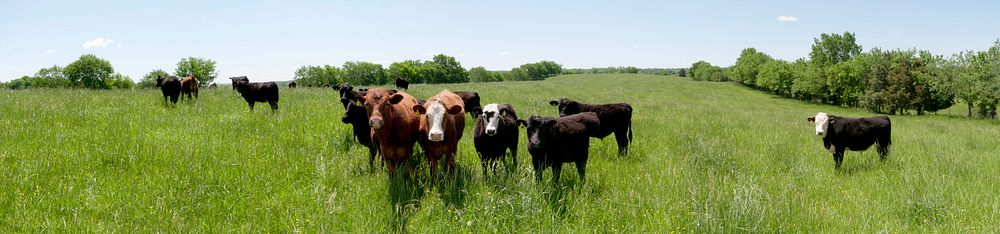 Some of the 65 cattle and 30 calves that are born, raised and roam the pastures of Brookview Farm Manakin-Sabot, VA, eating…
