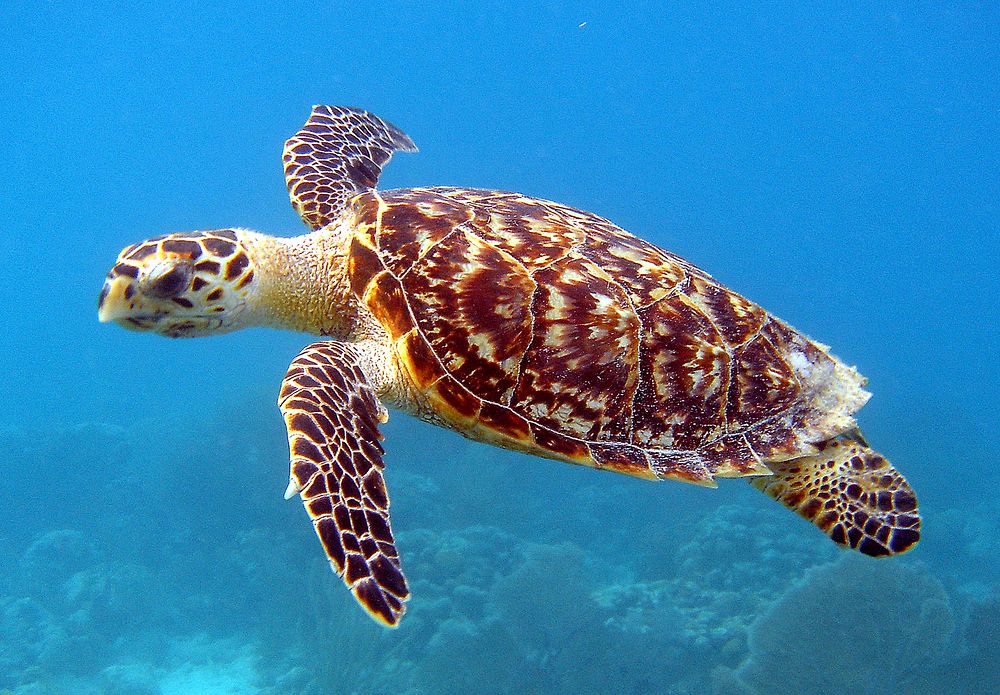 Hawksbill Sea Turtle. Original public domain image from Flickr