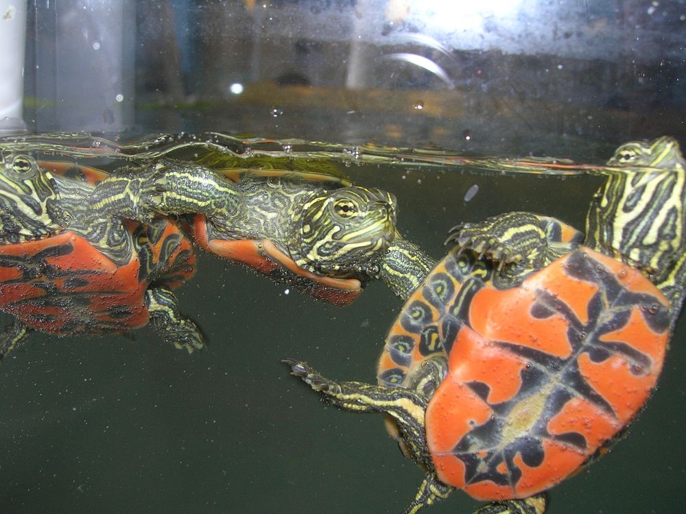 Cooter hatchlings swimming. Original public domain image from Flickr