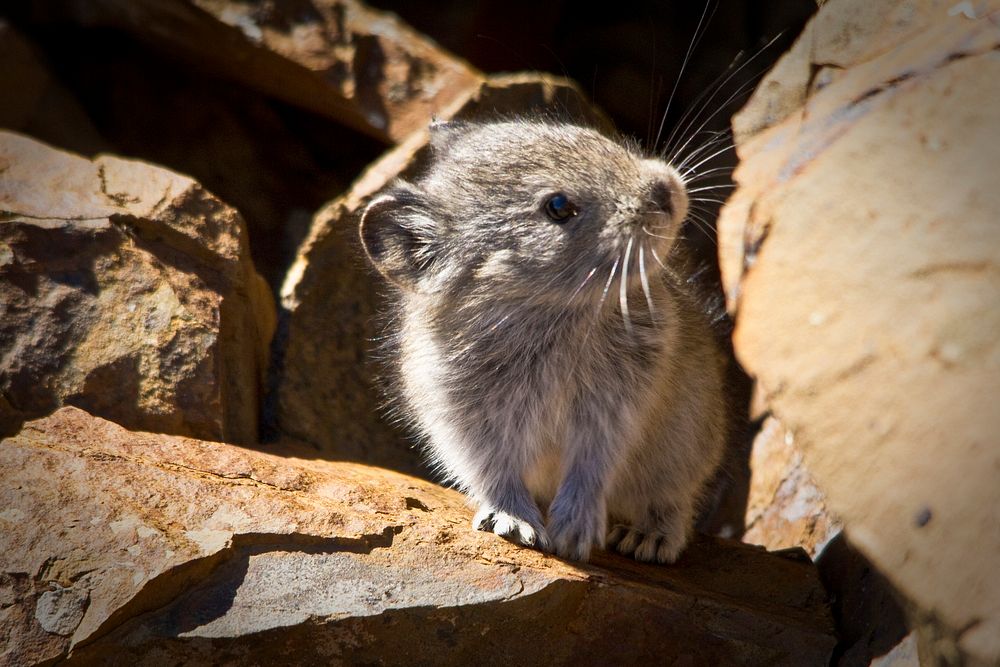 Collared Pika. Original public domain image from Flickr