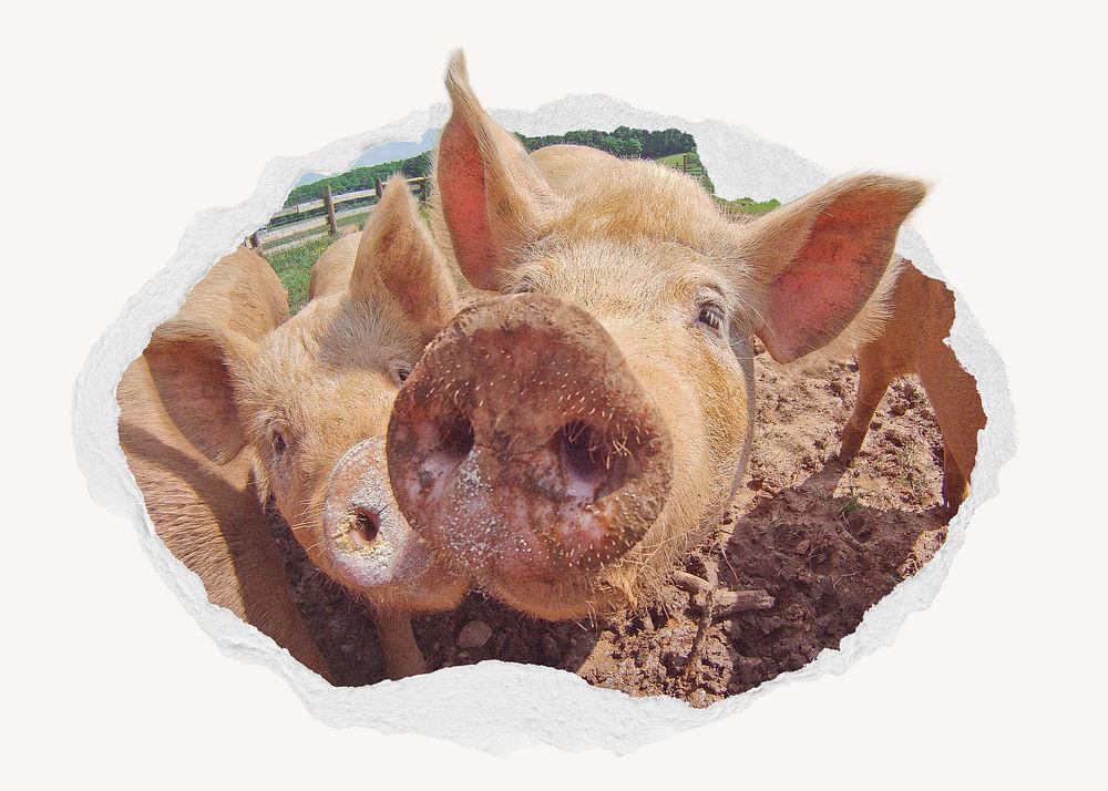 Pig in ripped paper badge, farm animal photo
