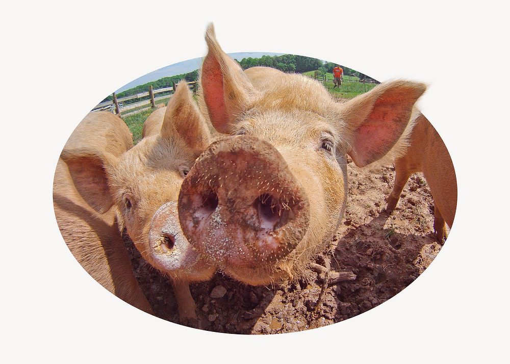 Pig badge, farm animal photo