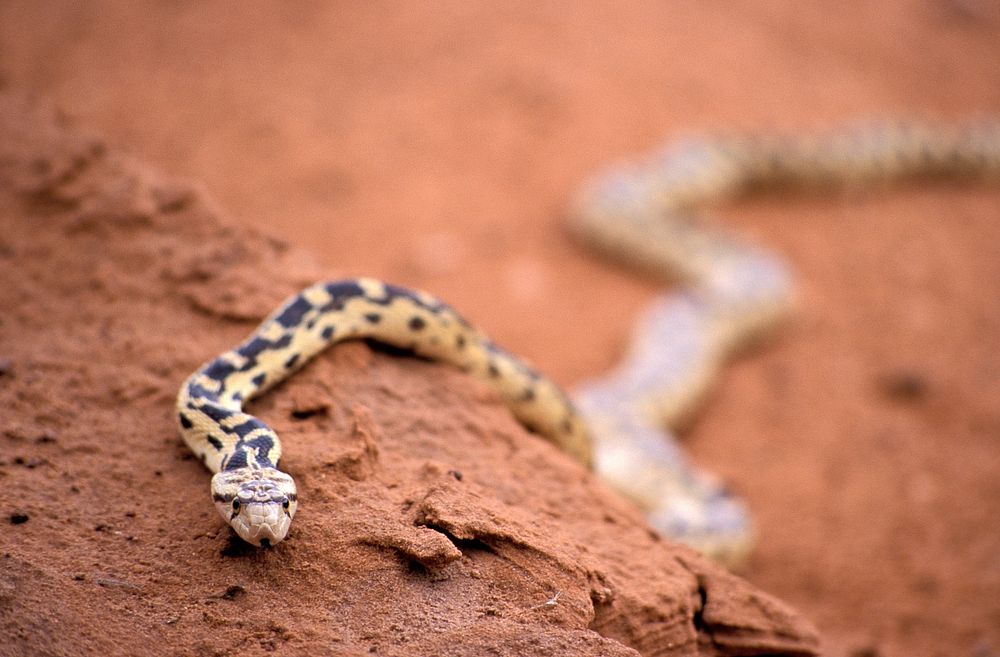 Gopher Snake. Original public domain image from Flickr