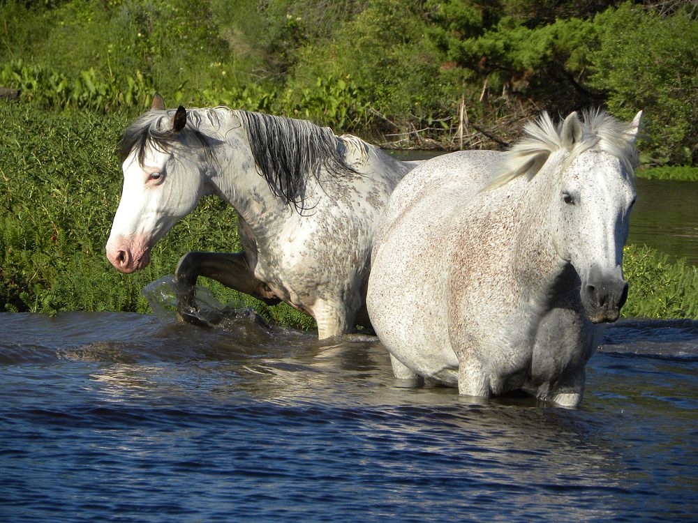 White horses in a river. Original public domain image from Flickr