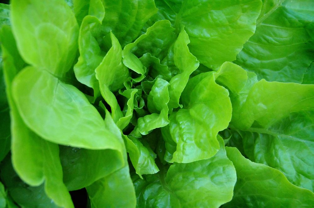 Organic lettuce. Original public domain image from Flickr