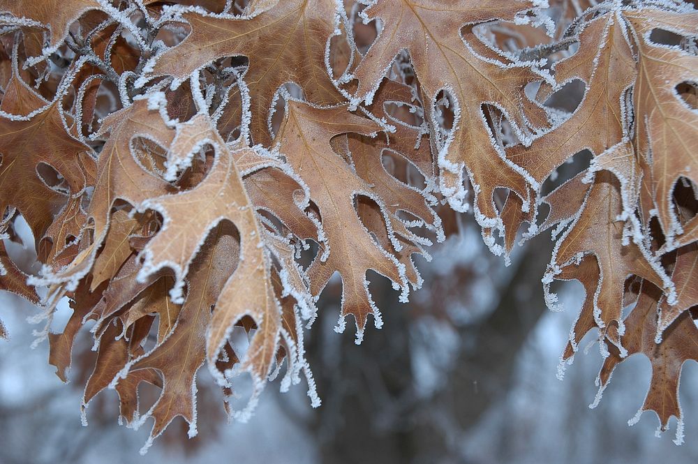 Winter frostWinter frost at Sherburne National Wildlife Refuge. Photo by Tina Shaw/USFWS. Original public domain image from…