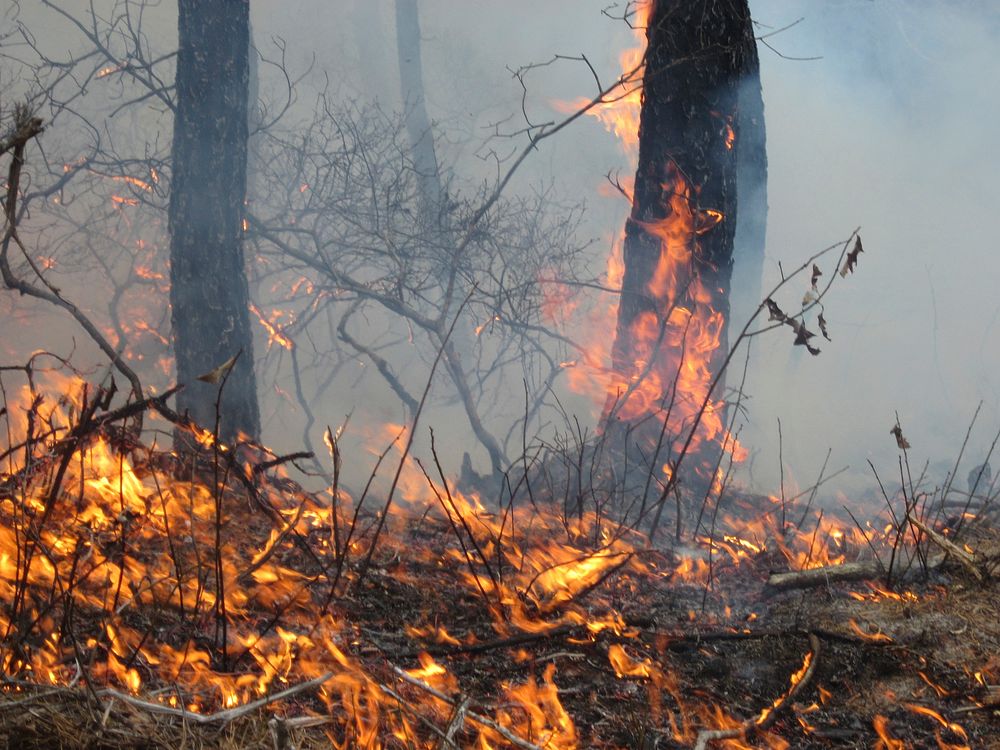 Controlled burn. Original public domain image from Flickr