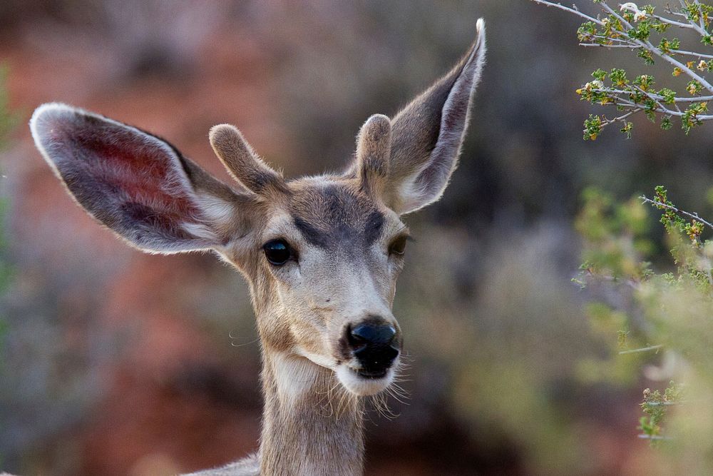 Mule Deer. Original public domain image from Flickr