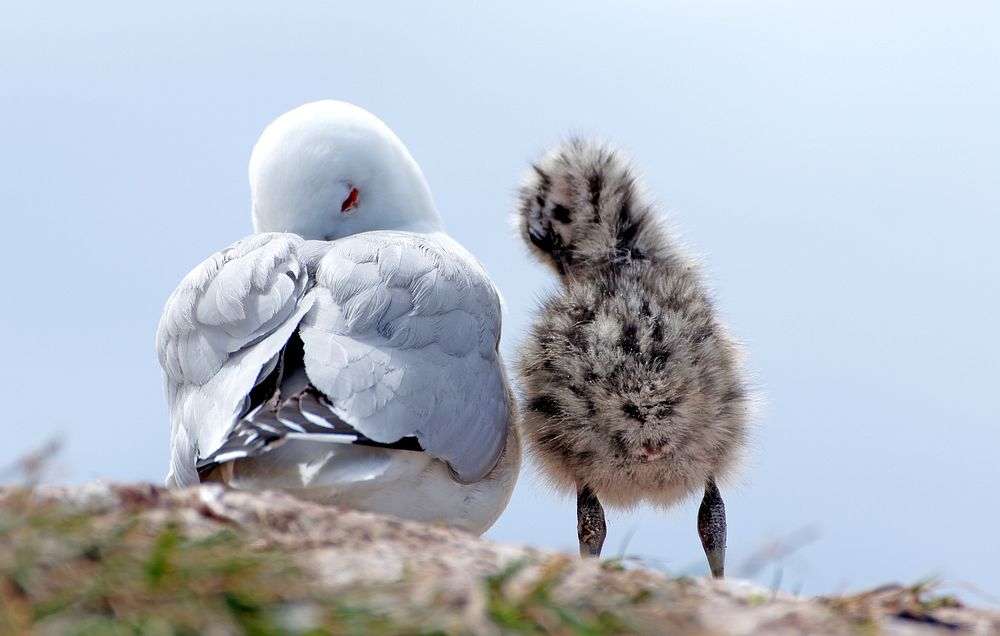 Red billed gull and chick (40)