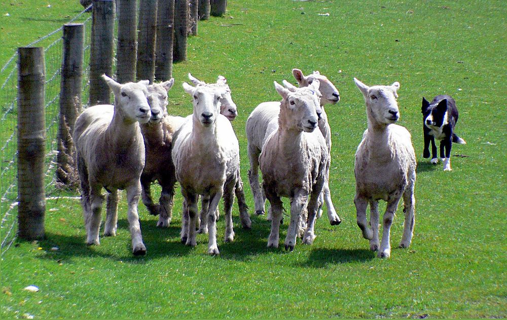 Sheep on the run. Original public domain image from Flickr
