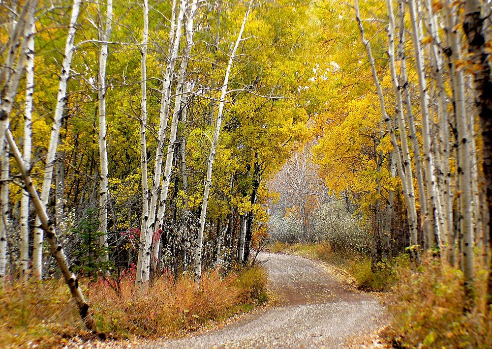 The aspens grove in Fishcreek Park. Calgary. Original public domain image from Flickr