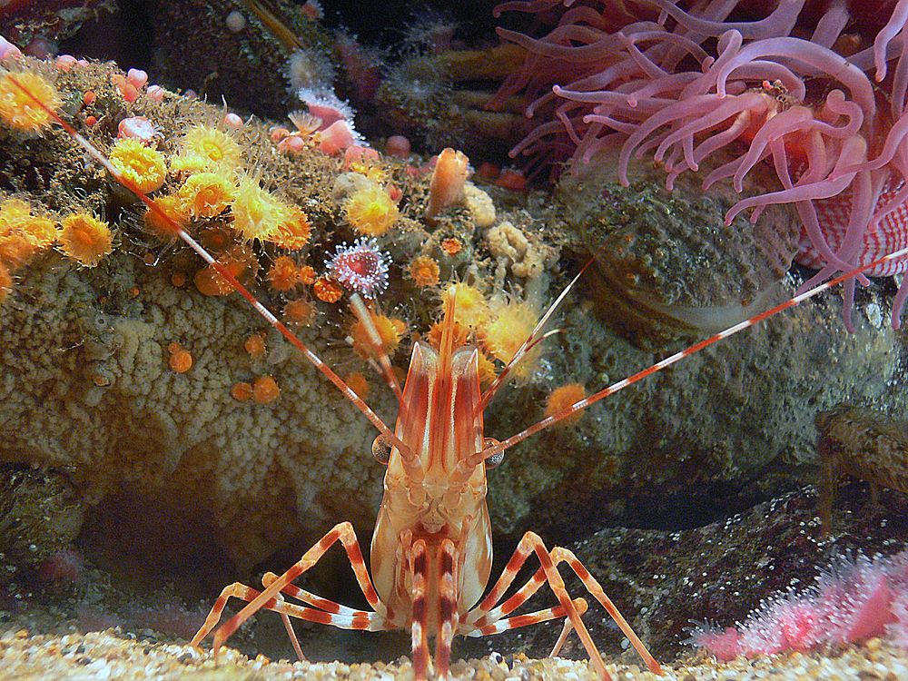 Coral in aquarium. Original public domain image from Flickr