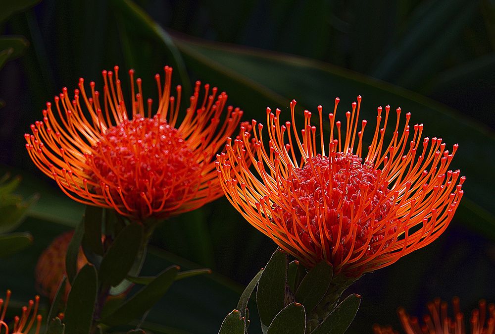 Waratah protea. Original public domain image from Flickr