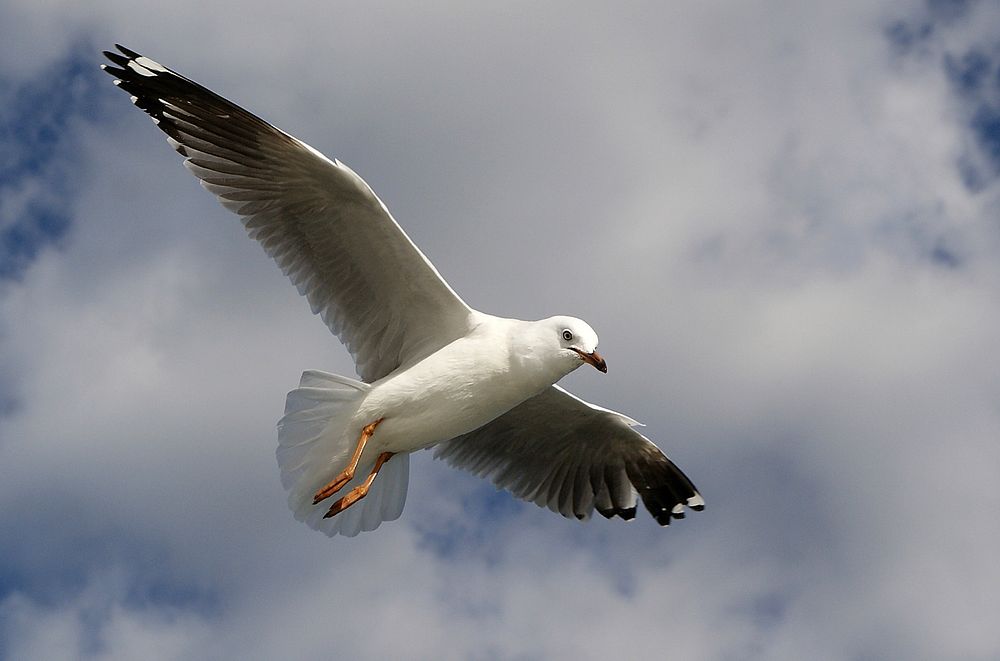 Silver gull (Chroicocephalus novaehollandiae)The silver gull (Chroicocephalus novaehollandiae) is the most common gull seen…