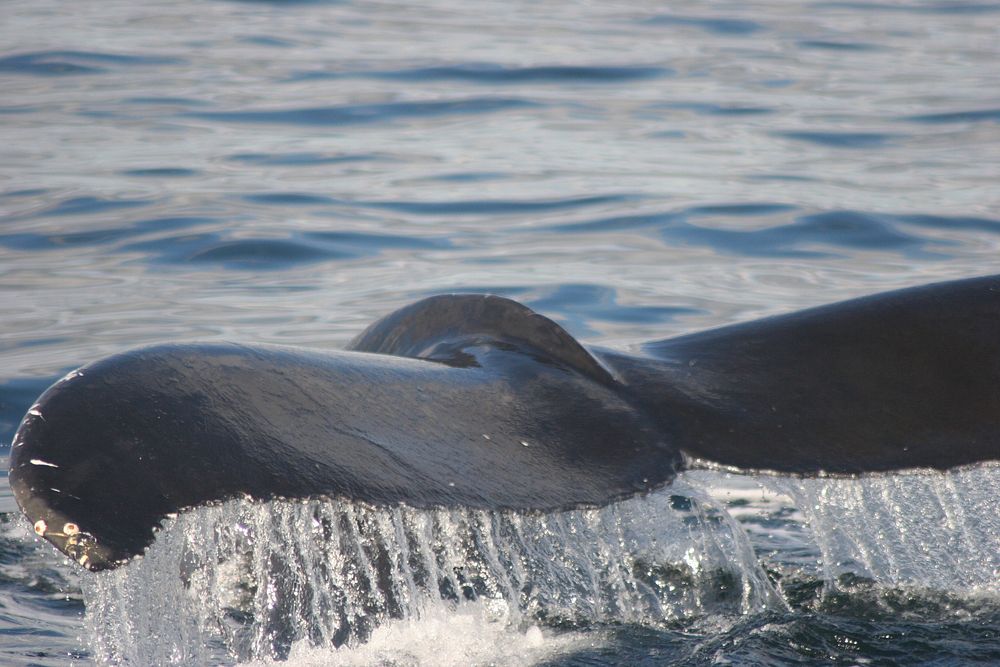 Tail of a humpback whale. Original public domain image from Flickr