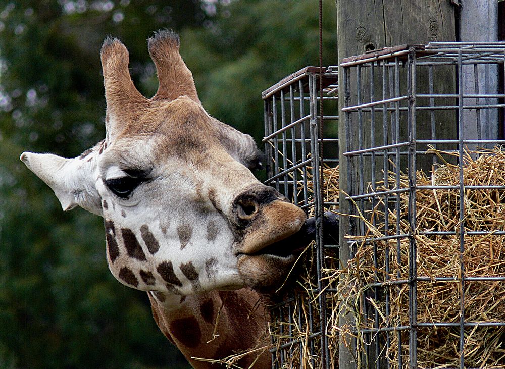 Giraffe.The giraffe is a genus of African even-toed ungulate mammals, the tallest living terrestrial animals and the largest…