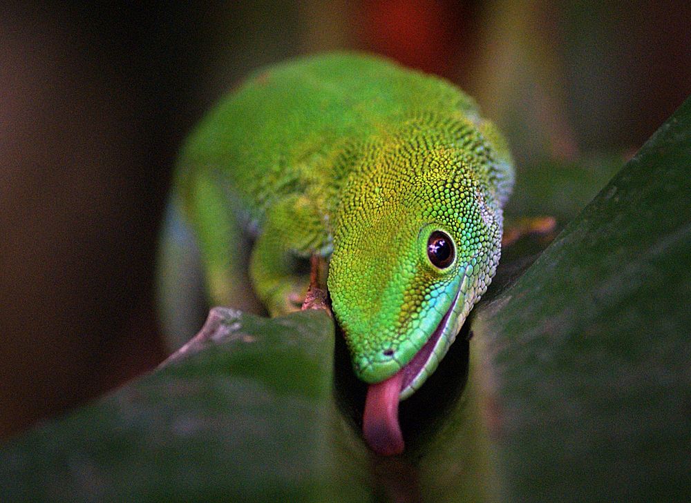 Madagascan Day Gecko. Original public domain image from Flickr