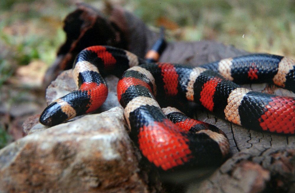 Mexican Milk Snake. Original public domain image from Flickr