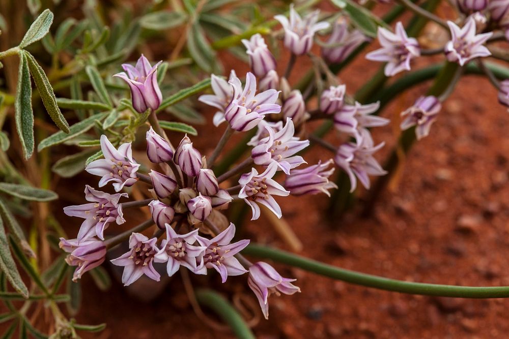 San Juan onion (Allium macropetalum)