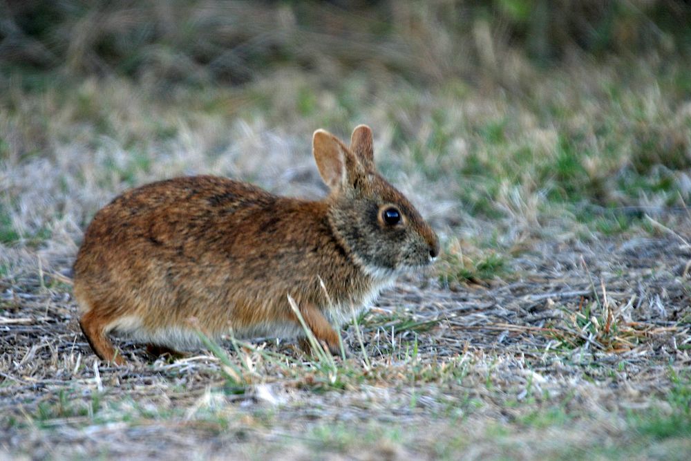 Marsh Rabbit. Original public domain image from Flickr