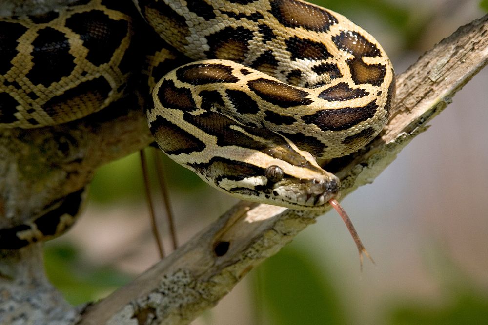 Burmese Python, NPSPhoto, R. Cammauf. Original public domain image from Flickr