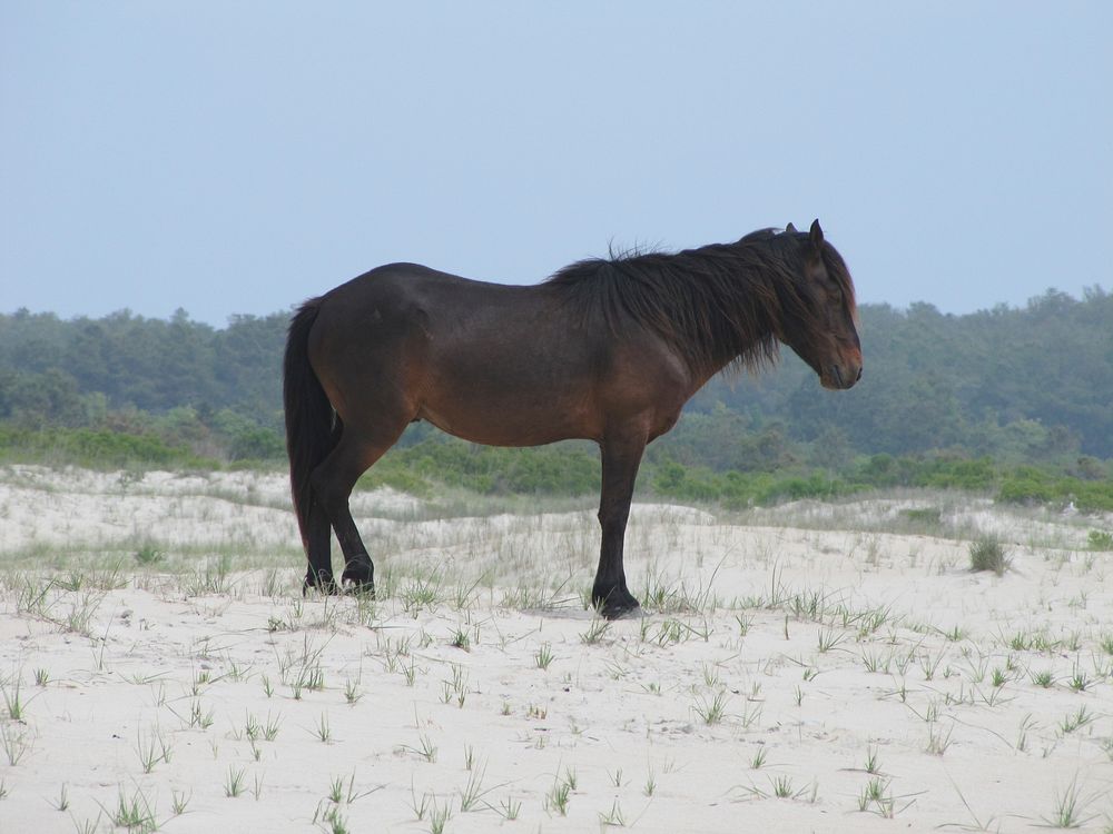 Wild horse. Original public domain image from Flickr