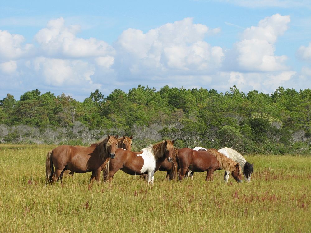 Wild horse. Original public domain image from Flickr