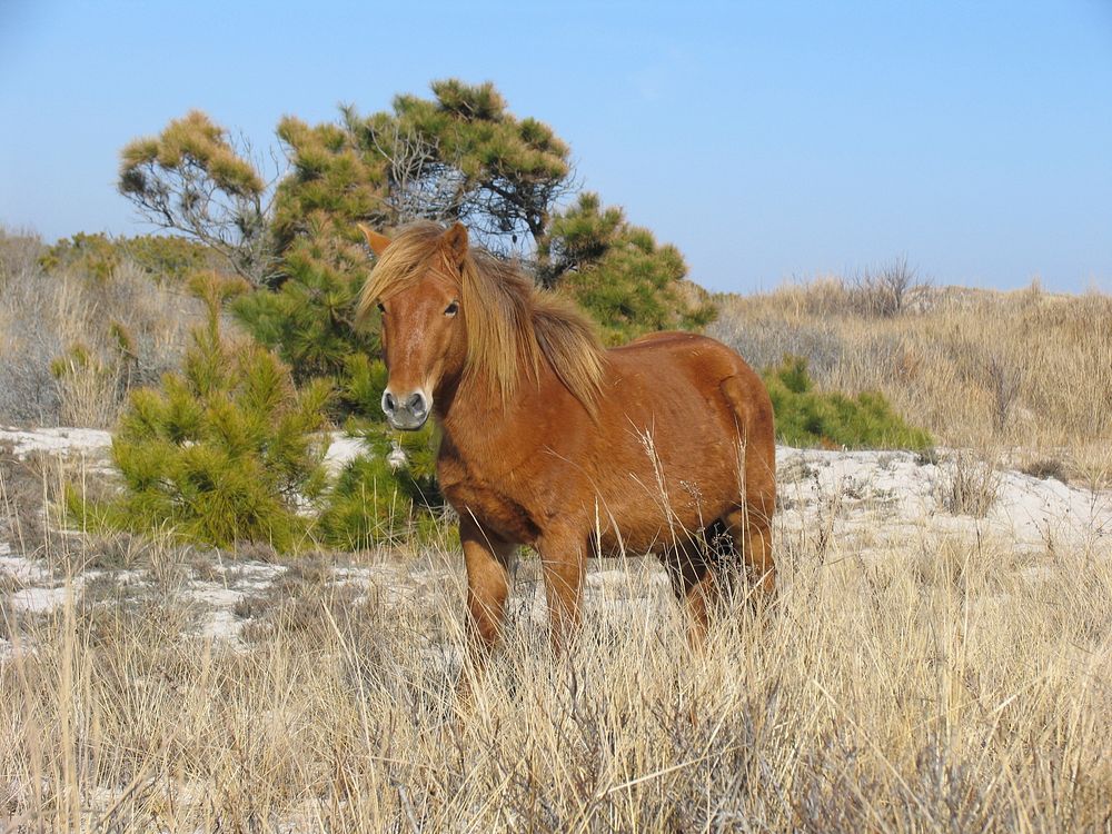 Wild horse. Original public domain image from Flickr