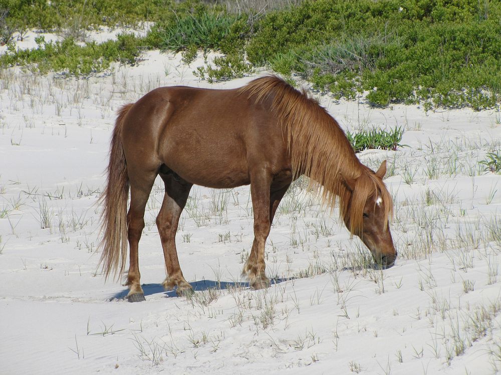 Wild horse. Original public domain image from Flickr