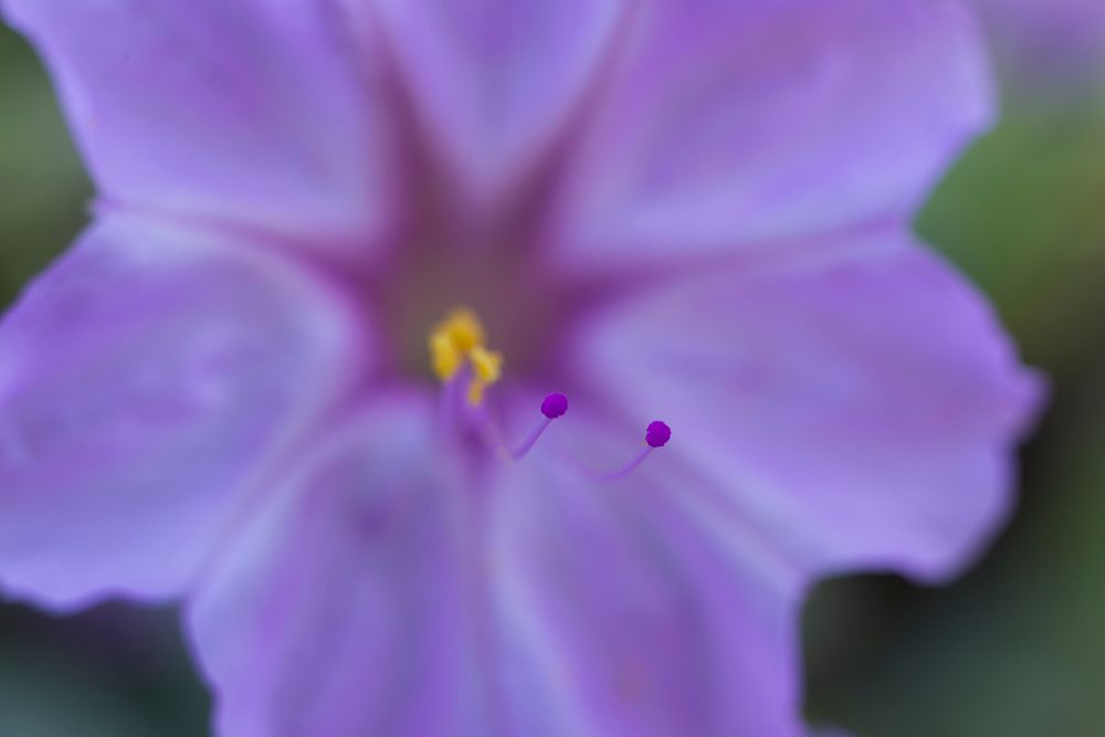 Showy four o'clock (Mirabilis multiflora)