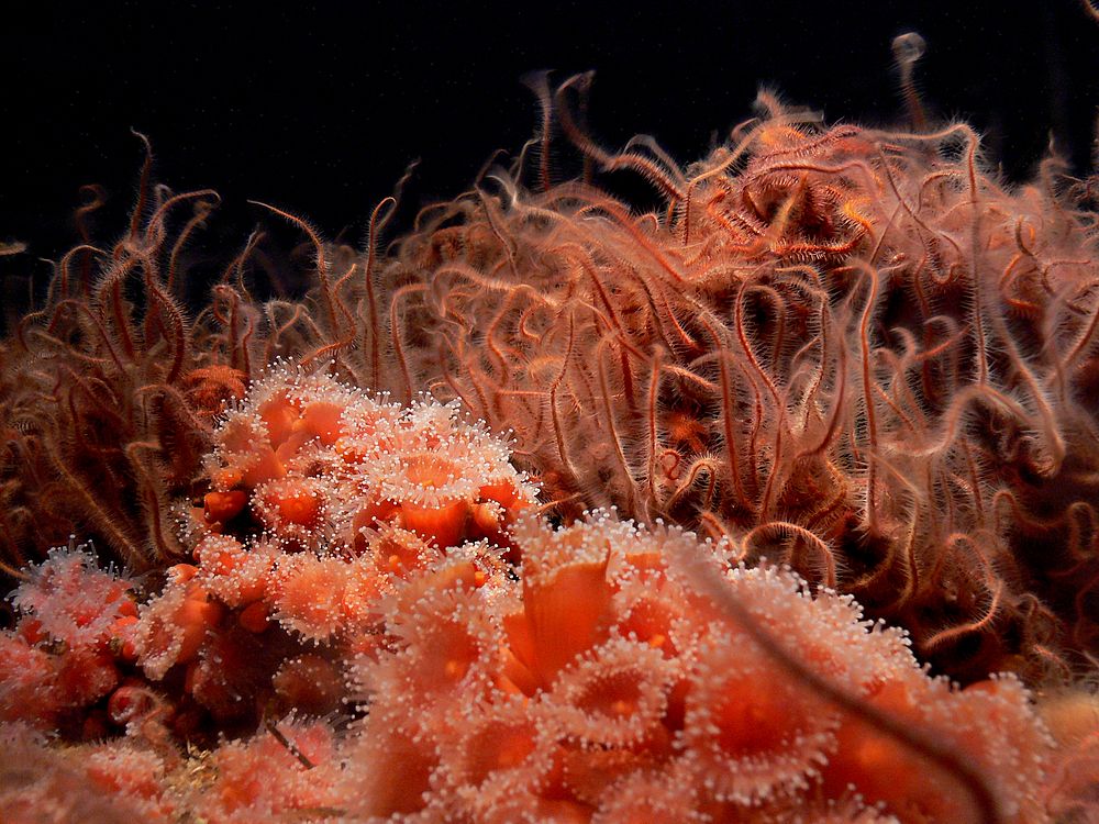 Sea anemones are a group of marine, predatory animals of the order Actiniaria. They are named after the anemone, a…