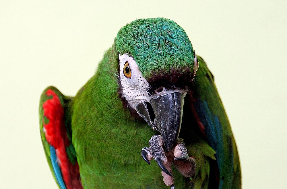 Severe Macaw