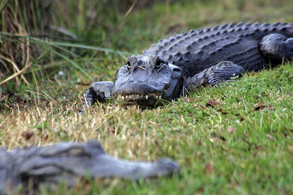 Alligator, NPSPhoto.