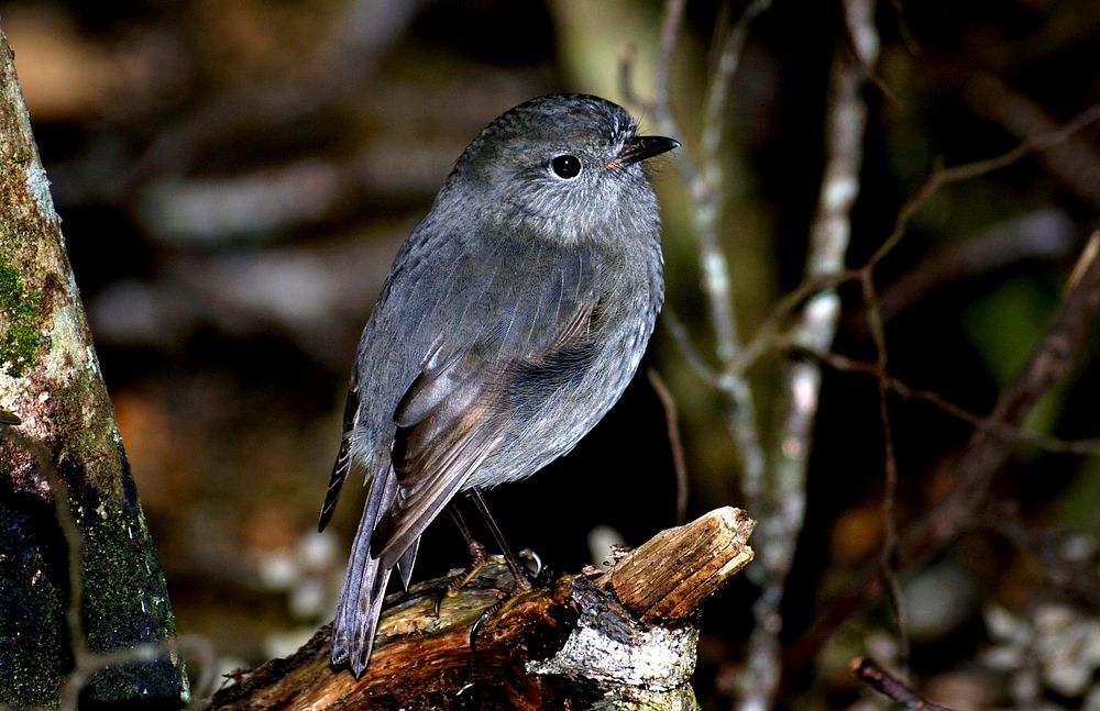 New Zealand Bush Robin.