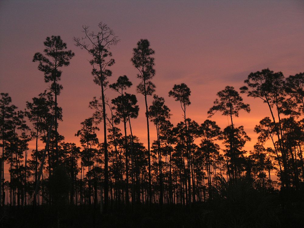 Pinelands Sunrise  NPSPhoto, Sarah Zenner