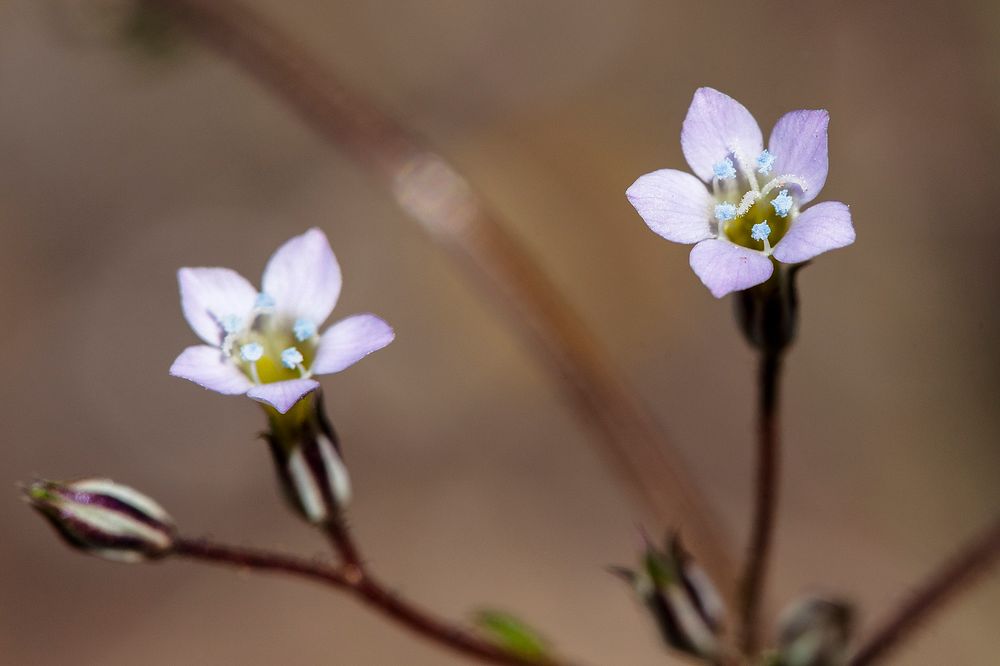 Gilia (Gilia sp. or Ipomopsis sp.)