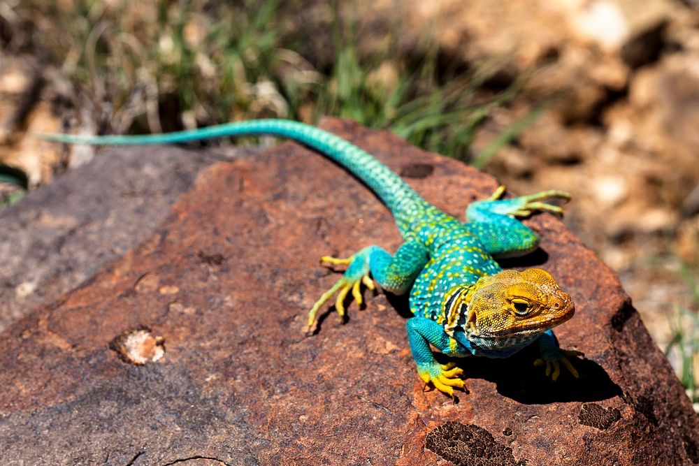 Collared lizard. Original public domain image from Flickr