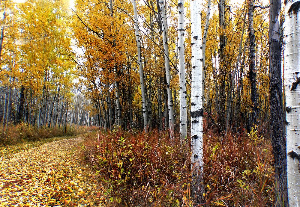 Fish Creek Provincial Park. CalgaryFish Creek Park is a provincial park located in the southern part of Calgary, Alberta.