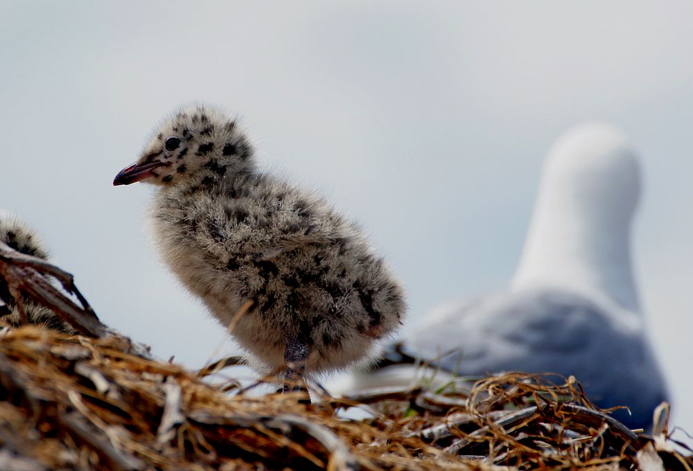 Red billed chick.