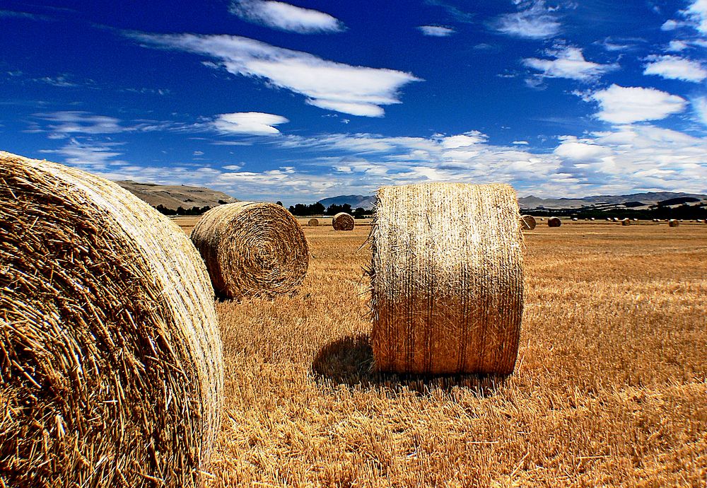 HaymakingFor overall economy, the round bale rules and weigh 750-1500lbs The machines that make them are the simplest to…