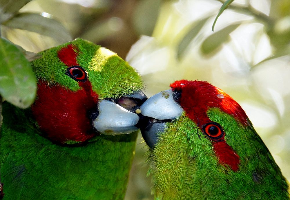 Red-crowned parakeet (Cyanoramphus novaezelandiae). Original public domain image from Flickr