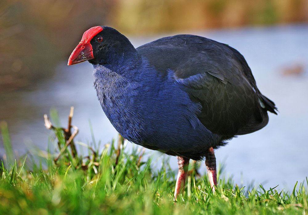 Pukeko. NZ swamp hen.