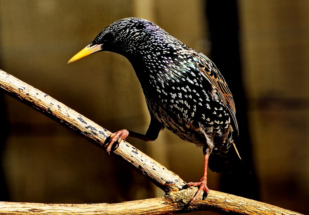 Starling.For farmers, the common starling (Sturnus vulgaris) has been a useful introduction