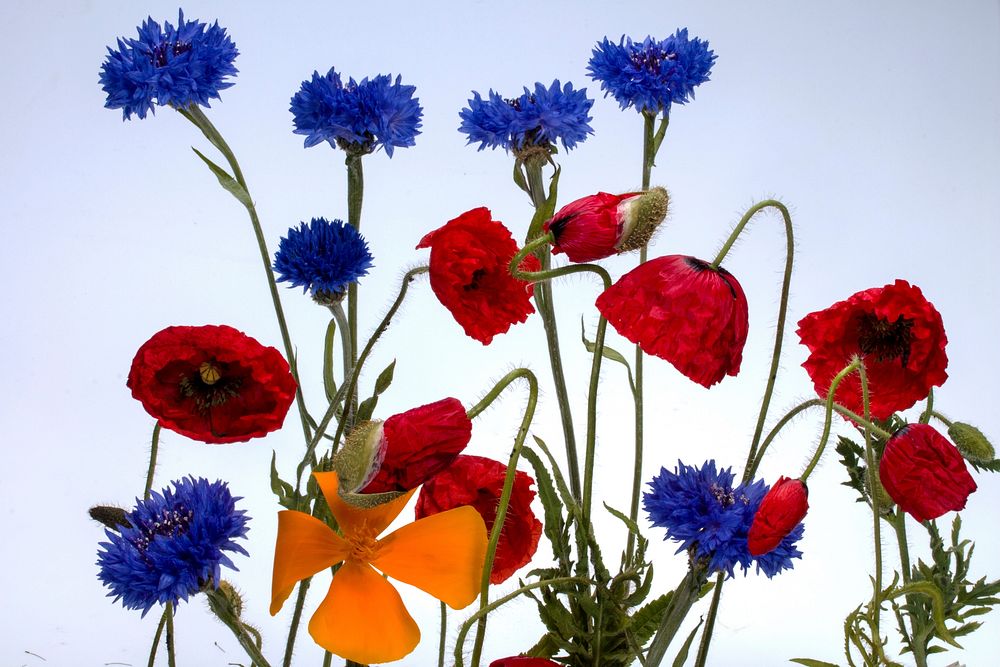 Blue and red flower background. Free public domain CC0 photo.