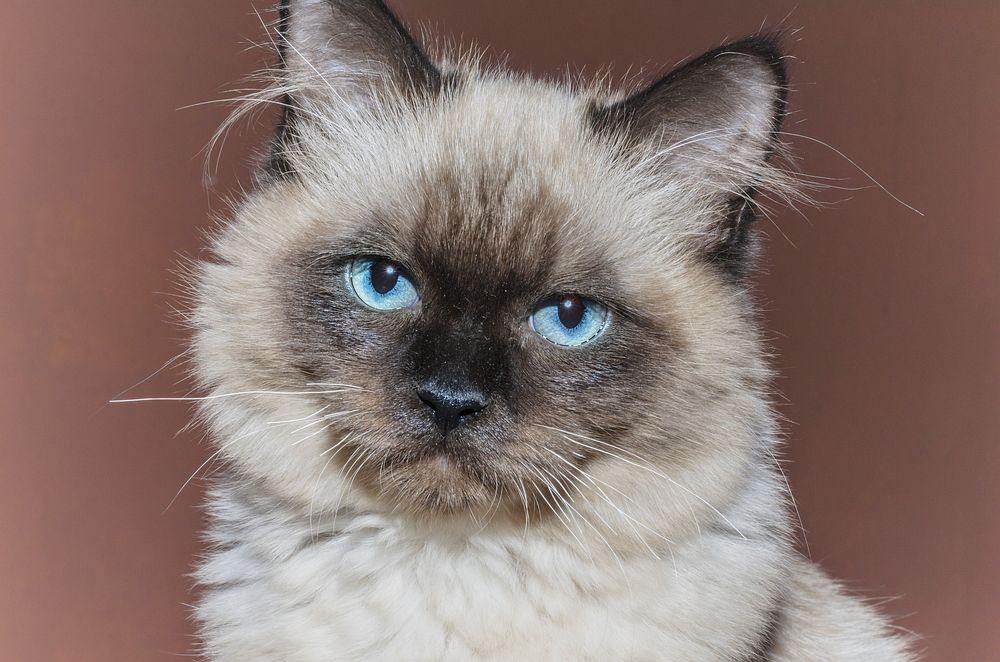 Grumpy Ragdoll cat image, free public domain CC0 photo.