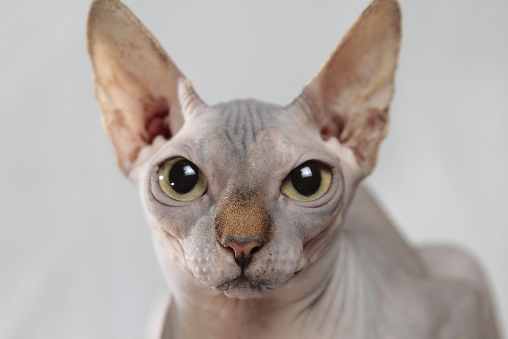 Sphynx cat face closeup. Free public domain CC0 photo.