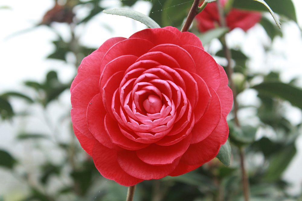 Red camellia background. Free public domain CC0 photo.