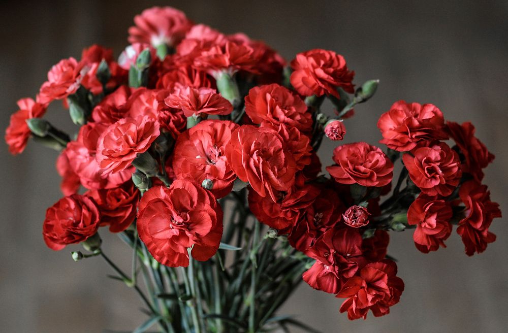 Red carnation background. Free public domain CC0 image.