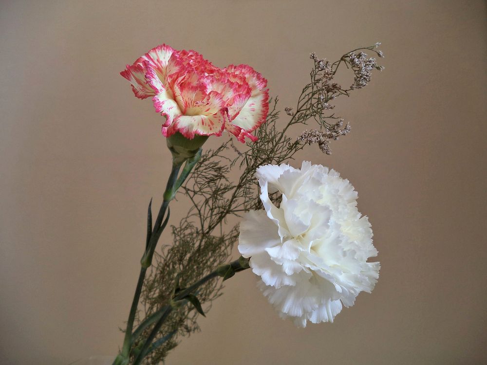 Pink and white carnations. Free public domain CC0 image.